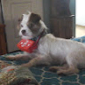 Meet your Posher, Morgan